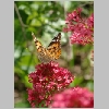 centranthus ruber.jpg